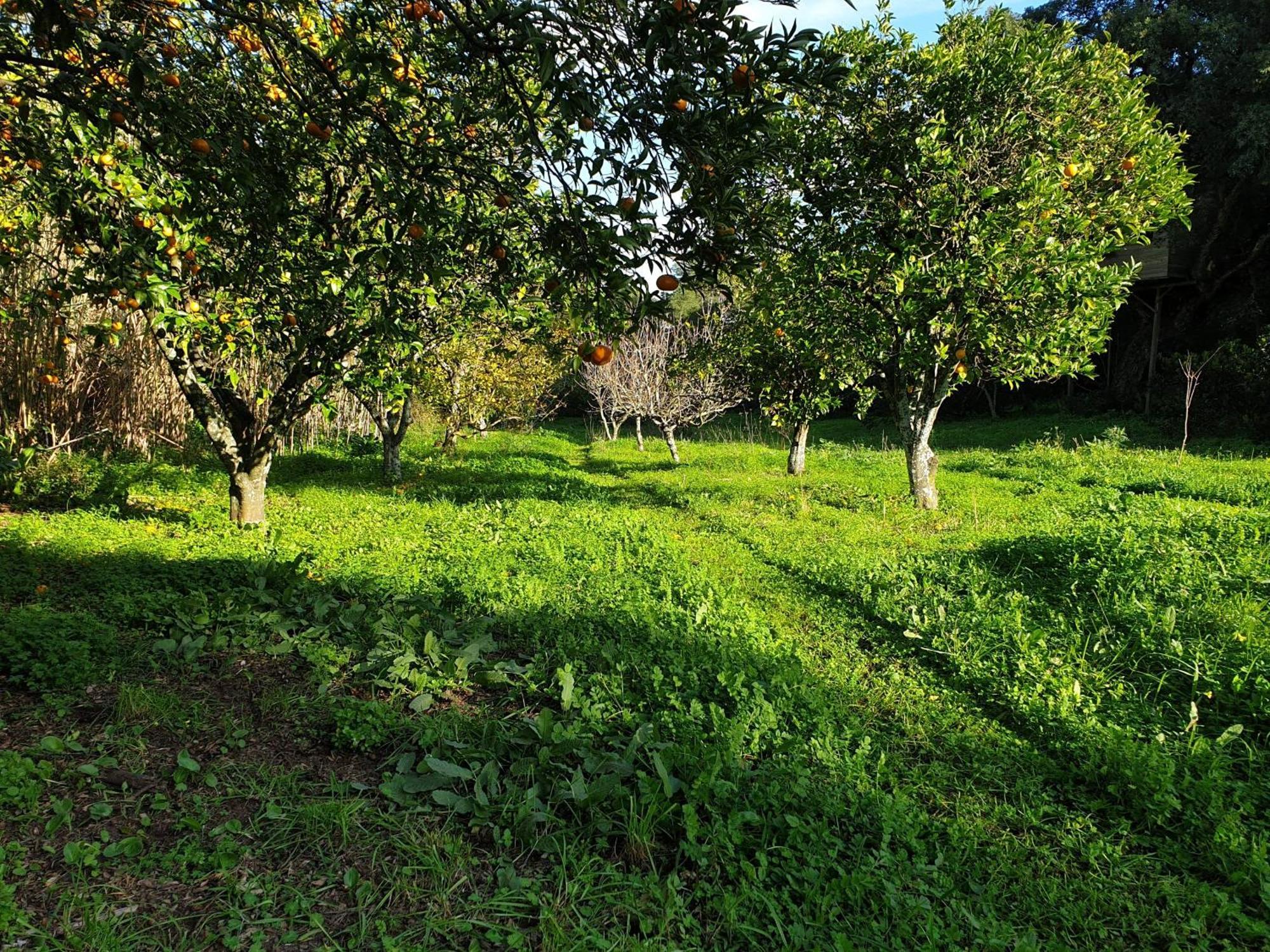 Quinta De Sao Pedro Villa Sobreda Exterior photo